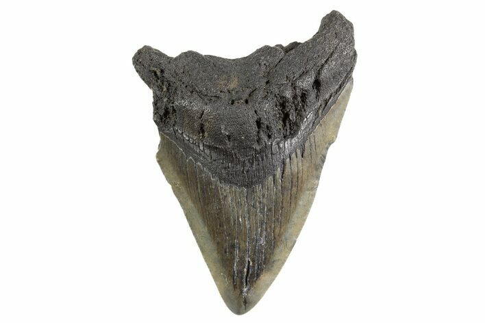 Serrated, Fossil Megalodon Tooth - South Carolina #325235